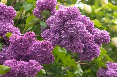 1 Live Lilac Bush • $12