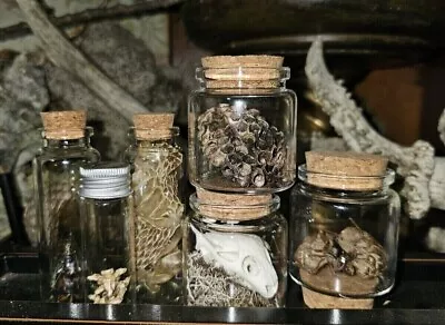 Lot Of 6 Oddities Curiosities Real Animal Bone Insects Skull Beautiful Macabre • $0.99