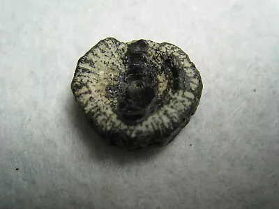 Fossil Fish Vertebrae Ancient Mineralized Bone Stone From Kansas USA 3.3 Grams • $10