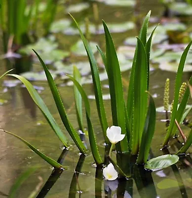 3x Baby Water Soldier Floating Pond Plants Uk Native Floating Pond Plant • £9.95