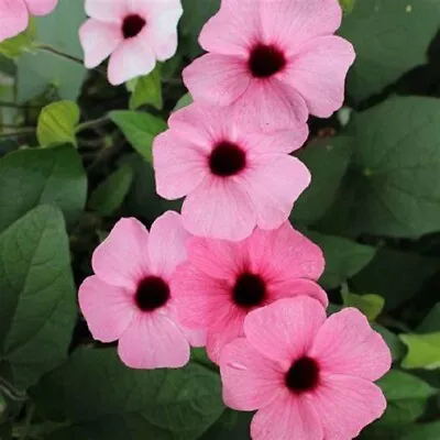 3 X Thunbergia Black Eyed Susan Plug Plants Rose Sensation Pink Flowers Vine • £9.95