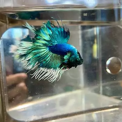 Blue Butterfly Crowntail - Male Betta 112 Nipped Tail • $28.75