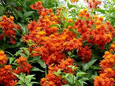 Pseudogynoxys Chenopodoides- Mexican Flame Vine- Plant-approx 5-7 Inch • $7.95