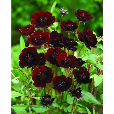 1 Pack 100 Rare Chocolate Cosmos Seeds Calliopsis Seed Coreopsis  • £2.99
