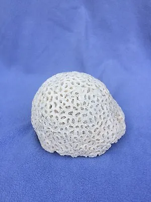 $49.99 • Buy Natural White Brain Coral Fossil, Ocean Water Large