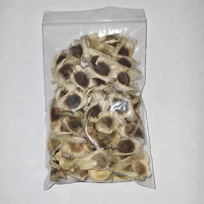 50+ Moringa Seeds. An Easy Fast Growing Ayurevedic Medicinal/Nutritional Tree! • $8.30