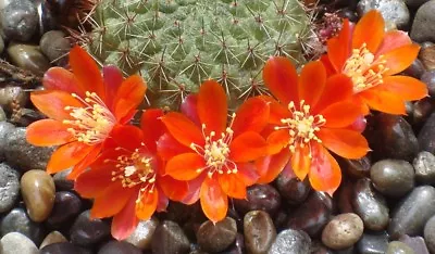 CRIMSON CROWN CACTUS (Rebutia Deminuta) 10 Seeds • $4