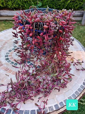 Free Post/ 4 X String Of Ruby Necklace /Senecio Othonna Capensis Succulent • $12.95