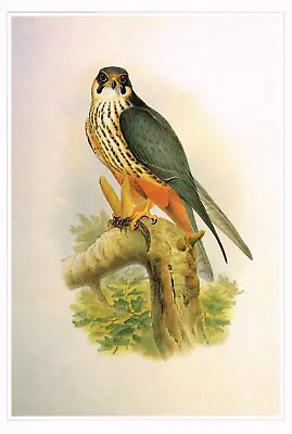 Hobby Falcon Bird Print Old Picture Joseph Wolf Vintage CNHPBOP#105 • £3.99