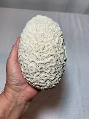 $129.99 • Buy Natural Oval Shaped White Brain Coral Fossil 2+ Lbs