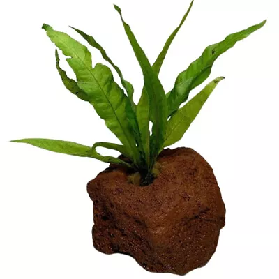 Java Fern (Rooted In Small Lava Rock) • $14.79