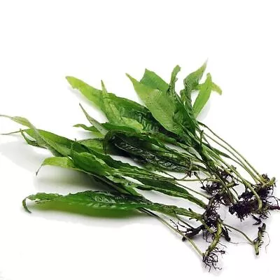 £2.95 • Buy Java Fern Aquarium Plants Fish Tank  Live Aquatic Tropical Guppy Shrimp Uk