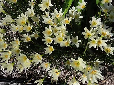 Rain Lily Zephyranthes Aquarius 3 Bulbs RARE Habranthus • $18