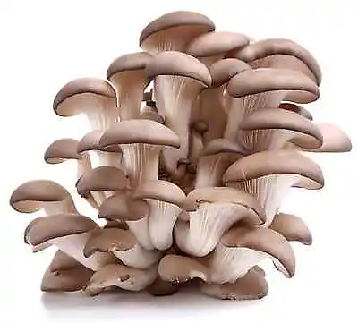 Mushroom Growing Kit - Easy Growing Oyster Mushroom Kit Hobby • £12.49