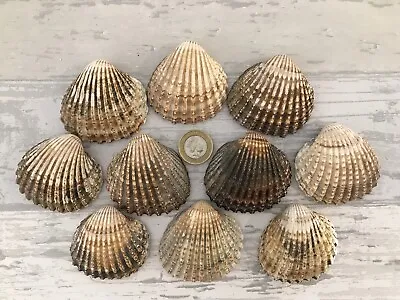 10x Medium 5x5cm Cockle Shells Art & Crafts SeaShells Aquarium Wedding Decor • £10.99