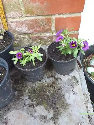 2 Calibrachoa Million Bells Plants In 10.5cm Pots Approx. Purple • £3.29