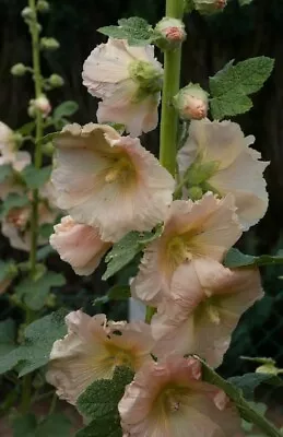 Hollyhock Seeds 50 Peach Cottage Garden Alcea Rosea (Great For Bees) • £1.95