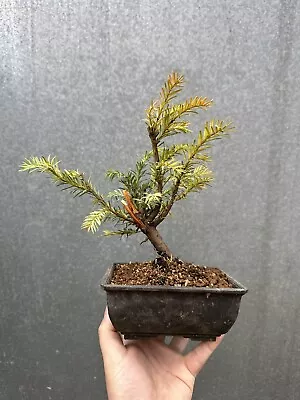 Shohin English Yew Bonsai Tree  • £39