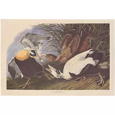 Audubon Amsterdam Ed Dbl Elephant Folio Lithograph Pl  246 Eider Duck • $400