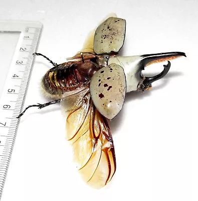 Dynastes Granti Wings Spread Mounted REAL BEETLE ARIZONA PINNED • $32