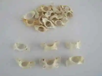 5 Raccoon Vertebra Vertebrae Atlas Bones  Jewelry Supplies Craft Bones • $16.99