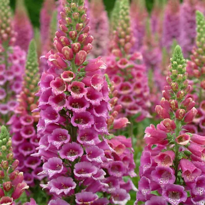300 Semi Digitale Fior Di Gloxinia +omaggio • £3.70