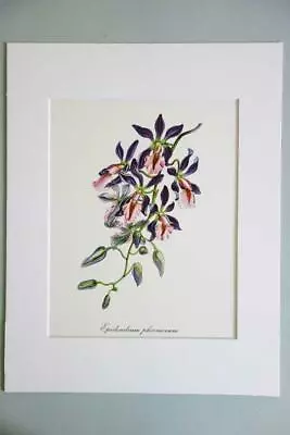 MATTED French Vintage Lithograph Engraving BOTANICAL Print - Epidendrum Flower • $35