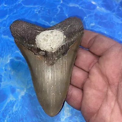 Megalodon Shark Tooth 4.78” Huge Teeth Meg Scuba Diver Direct Fossil Nc 2858 • $34
