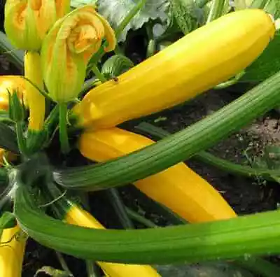 GOLD RUSH ZUCCHINI SEEDS Vegetable Seeds Zuccini Seeds Yellow Zucchini Seeds • $3