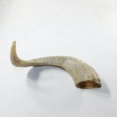 1 Sheep Horn  #1539 Natural Colored Polished Ram Horn • $24