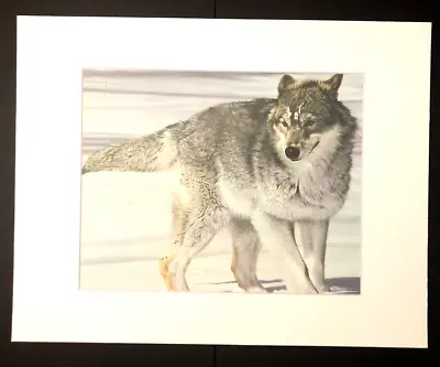 Charles Frace'   On Watch  11 X 14 Matted  Wildlife Print-Grey Wolf • $25.99