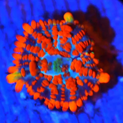 COE  Live Coral Frag ~ Ring Of Fire Lighting Opal Mushroom Coral LPS SPS • $84.99