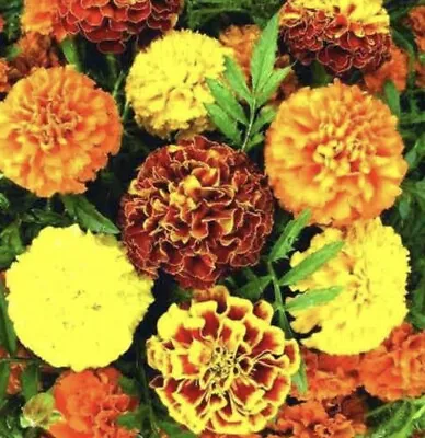 30 Seeds Tall Marigolds Mixed Colors About  Fresh Seeds • $3