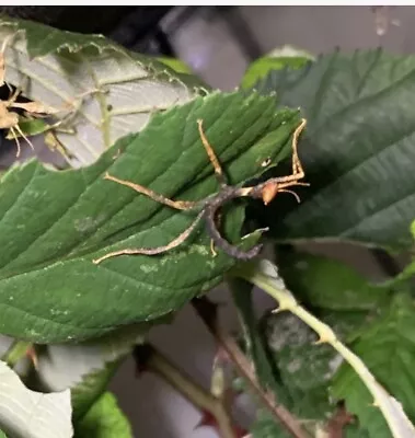 £10 • Buy 3x Macleays Spectre Stick Spiny Stick Insect Nymphs Unsexed M + F. 2-4 Weeks Old