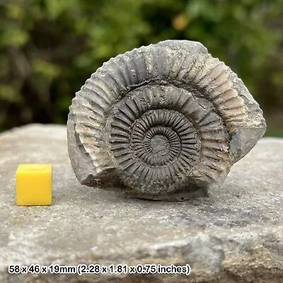 Fossilised Dactylioceras Ammonite British Jurassic Genuine • $16.71