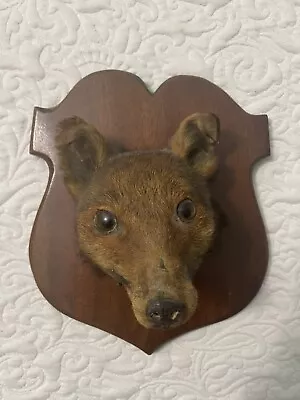 Vintage Red Fox Head  Taxidermy Wall Mount Oak Shield Plaque Victorian • $300