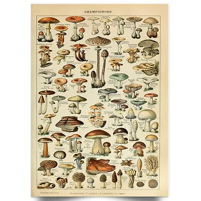 Mushrooms Poster Vintage Fungi Identification Poster Wall Art Home Decor Print • £22.99
