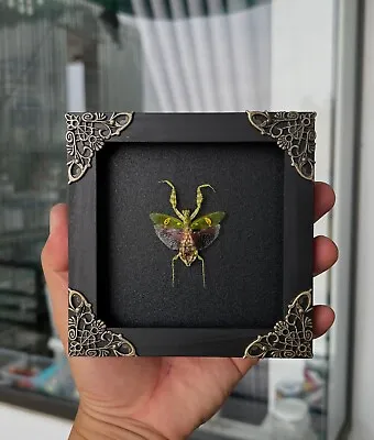 Real Framed Mantis Taxidermy Dried Insect Wall Hanging Decor Beetle Shadow Box • $31.35