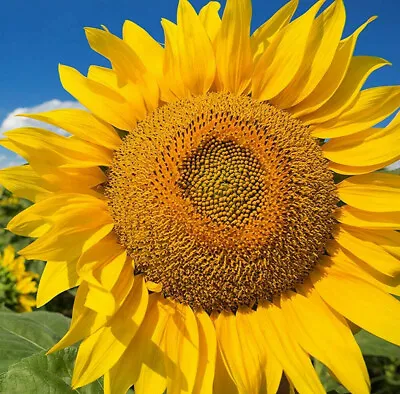 Mammoth Grey Stripe Sunflower Seeds | Huge Giant Russian Sun Flower Seed 2024 • $3.95