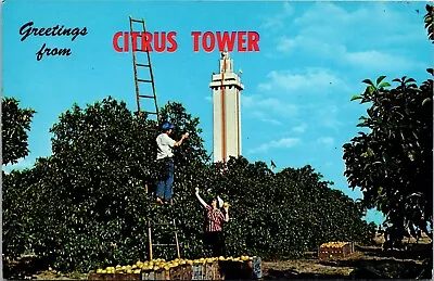 Greetings From Citrus Tower People Picking Fruit Grove 1963 Fla. Postcard 5W • $5.45