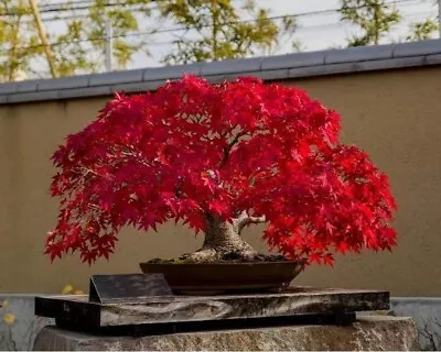 Bonsai Red Maple Tree Seeds 5 Count~ Beautiful Red Leaves~ • $1.65