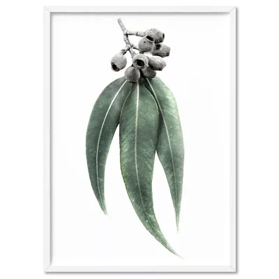 Eucalyptus Leaves II Wall Art. Gum Leaves Nuts Art Print. Australian | PLT-114 • $156.95