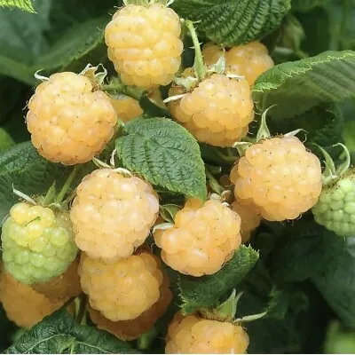 25 Golden Raspberry Seeds Berry Garden Vine Fruit USA Homegrown Edible Medicinal • $2.49