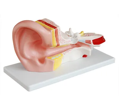 Middle Ear Model Hearing Loss Anatomical Human Model AjantaExports • $155.23