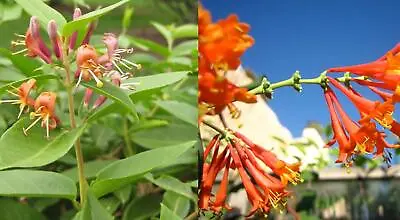 Lonicera Henryi Fast Growing Evergreen Honeysuckle Climbing Plant • £9.95