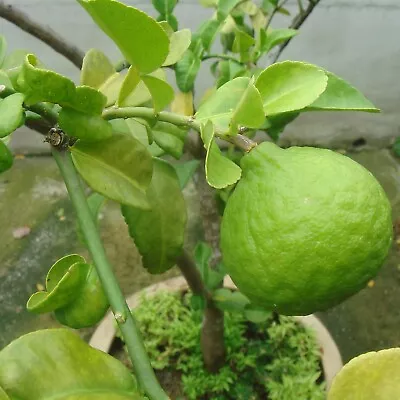 Kaffir Lime Tree 'Citrus Hystrix' Tropical Plant - 10 Seeds Indoor Houseplant • £6.99