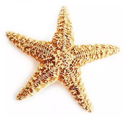 Set Of 6 Sugar Starfish 6-8  Beach Wedding Decor Nautical Crafts Coastal Art • $44.99