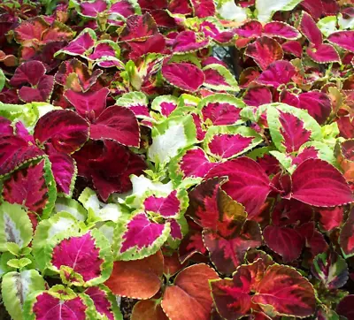 100 X COLEUS Seeds RAINBOW MIX *Fast Dispatch* Fresh Premium Quality UK Seeds • £2.49