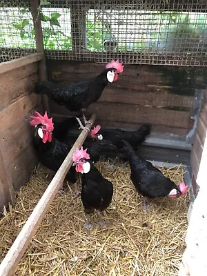 12 Black Minorca Large Foul Hatching Eggs • £12.99