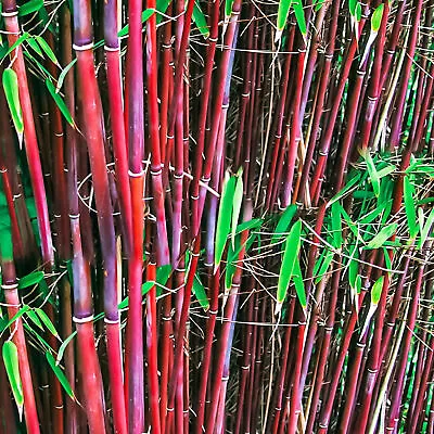 Fargesia Asian Wonder Hardy Non-Invasive Bamboo Garden Plant Screening • £51.99